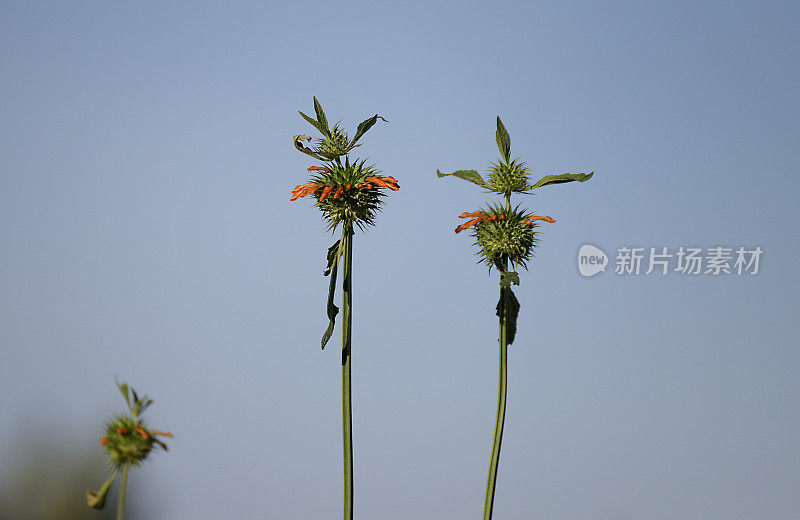 卢旺达-非洲的细叶Leonotis nepefolia